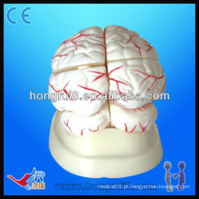 Modelo anatômico médico de alta qualidade do cérebro humano e artéria cerebral Modelo do cérebro humano